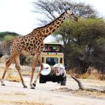 7-Day Tarangire, Serengeti and Ngorongoro Lodge Safari