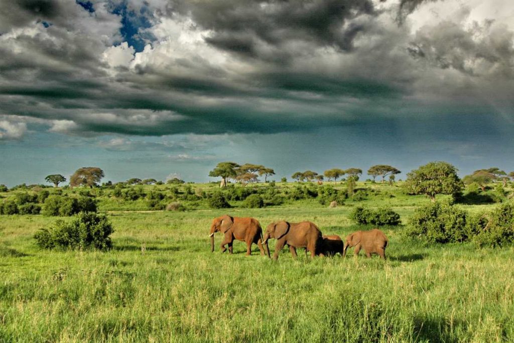 The importance of Tanzania safari tourism Mbassa Adventures