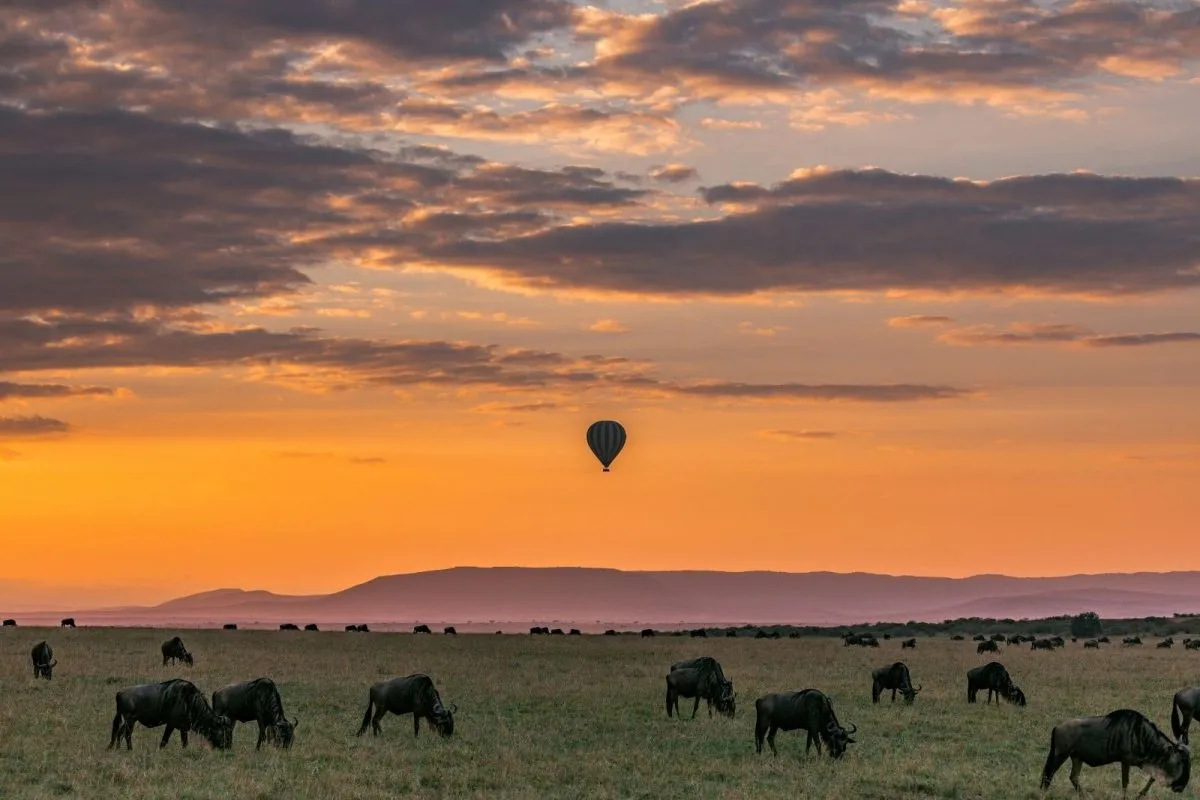 Top experience safari in Tanzania