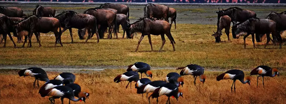 Ngorongoro Crater Wildebeest Flamengos