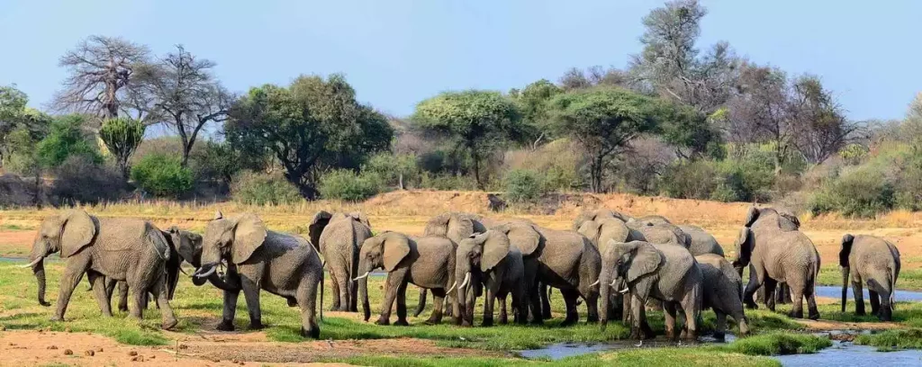 10-Day Tanzania Southern Circuit Safari, Elephant family