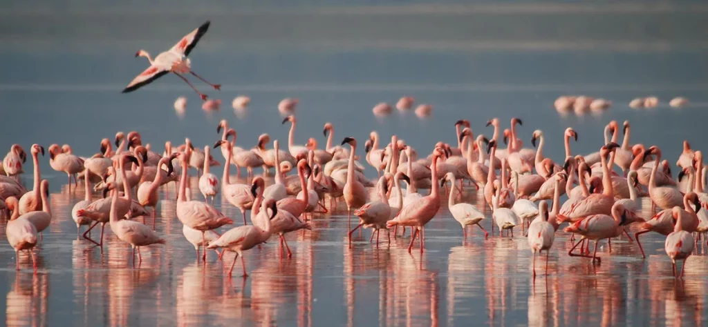 2-Day Tanzania Safari, Graceful Flamingos in Arusha National Park's Natural Elegance